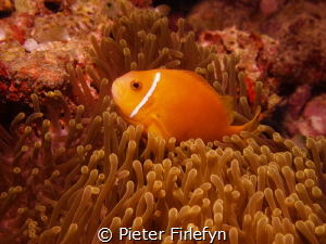 clownfish by Pieter Firlefyn 